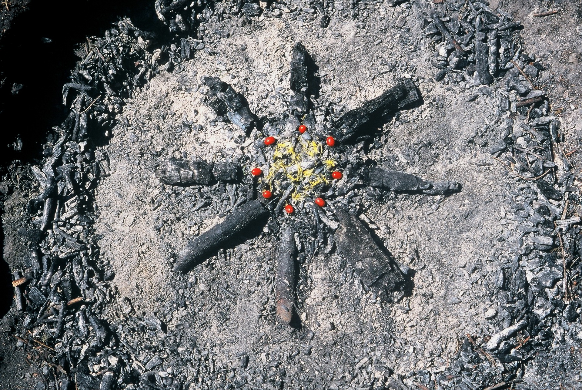 Landart Erde – Kunst-Raum-Natur